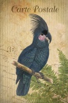 Vintage Bird Parrot Cockatoo