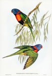 Vintage Bird Parrot Parakeets