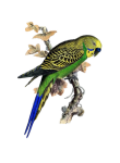 Vintage Bird Budgerigar Parrot