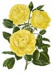 Vintage Yellow Roses Art