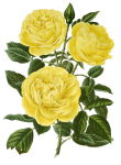 Vintage Yellow Roses Art