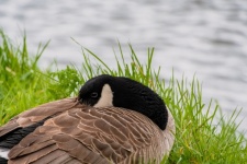 Bird, Large Canada Goose