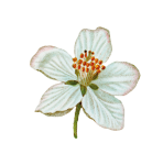 White Flower Bloom