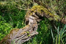 Willow, Tree, Stump, Nature