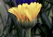 Yellow Wildflower Bud
