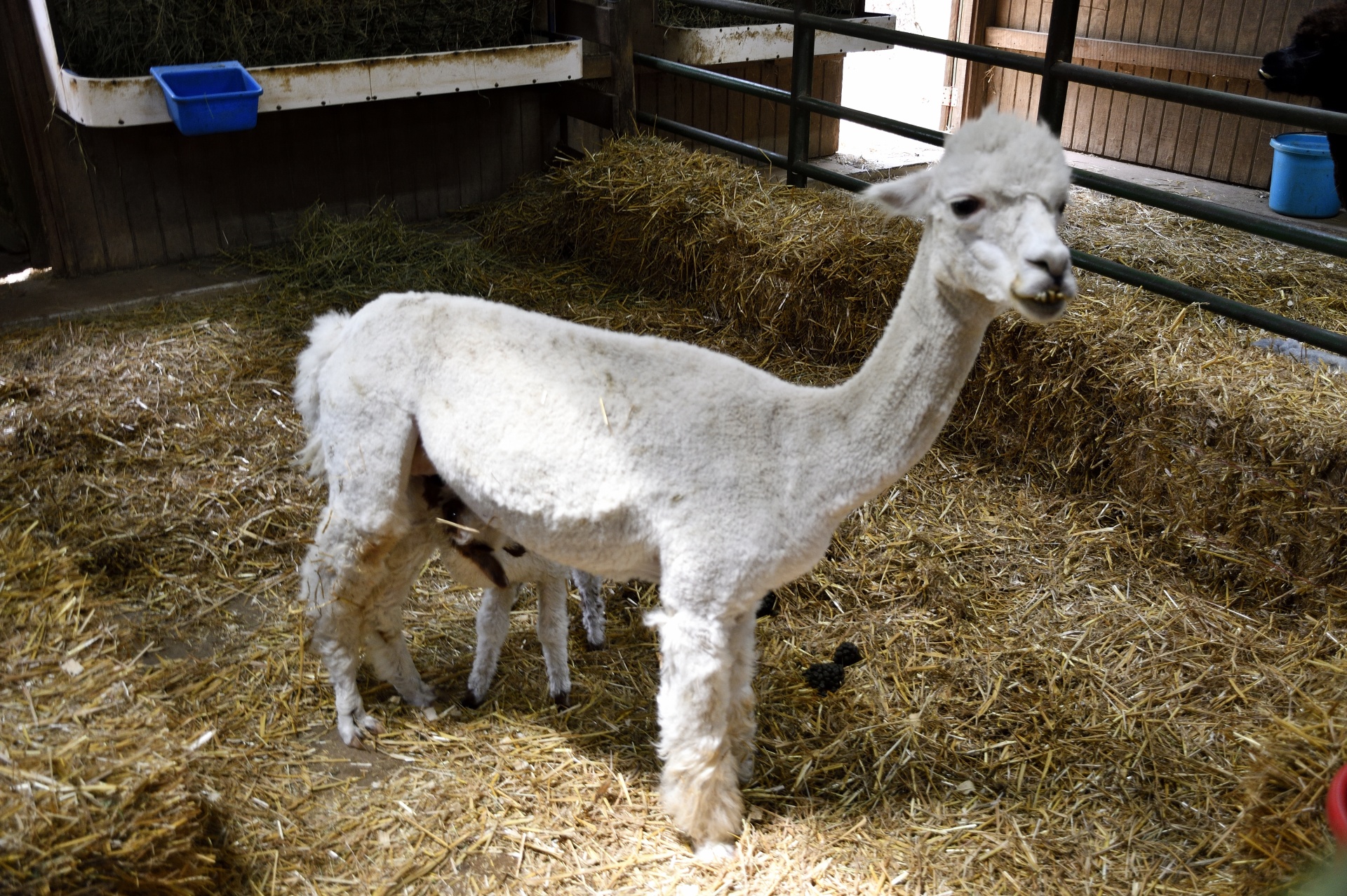 Alpaca Nursing Its Baby