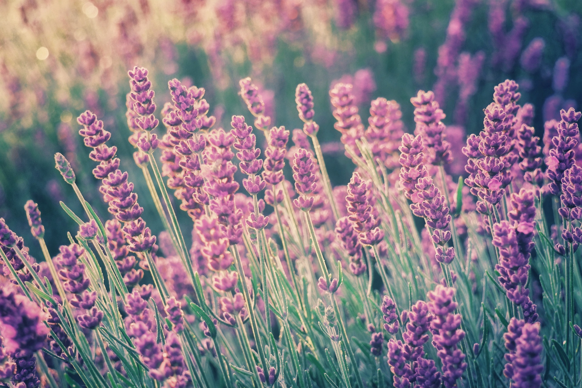 Lavender flowers blossoms wildflowers wild meadow flower meadow photo photography closeup