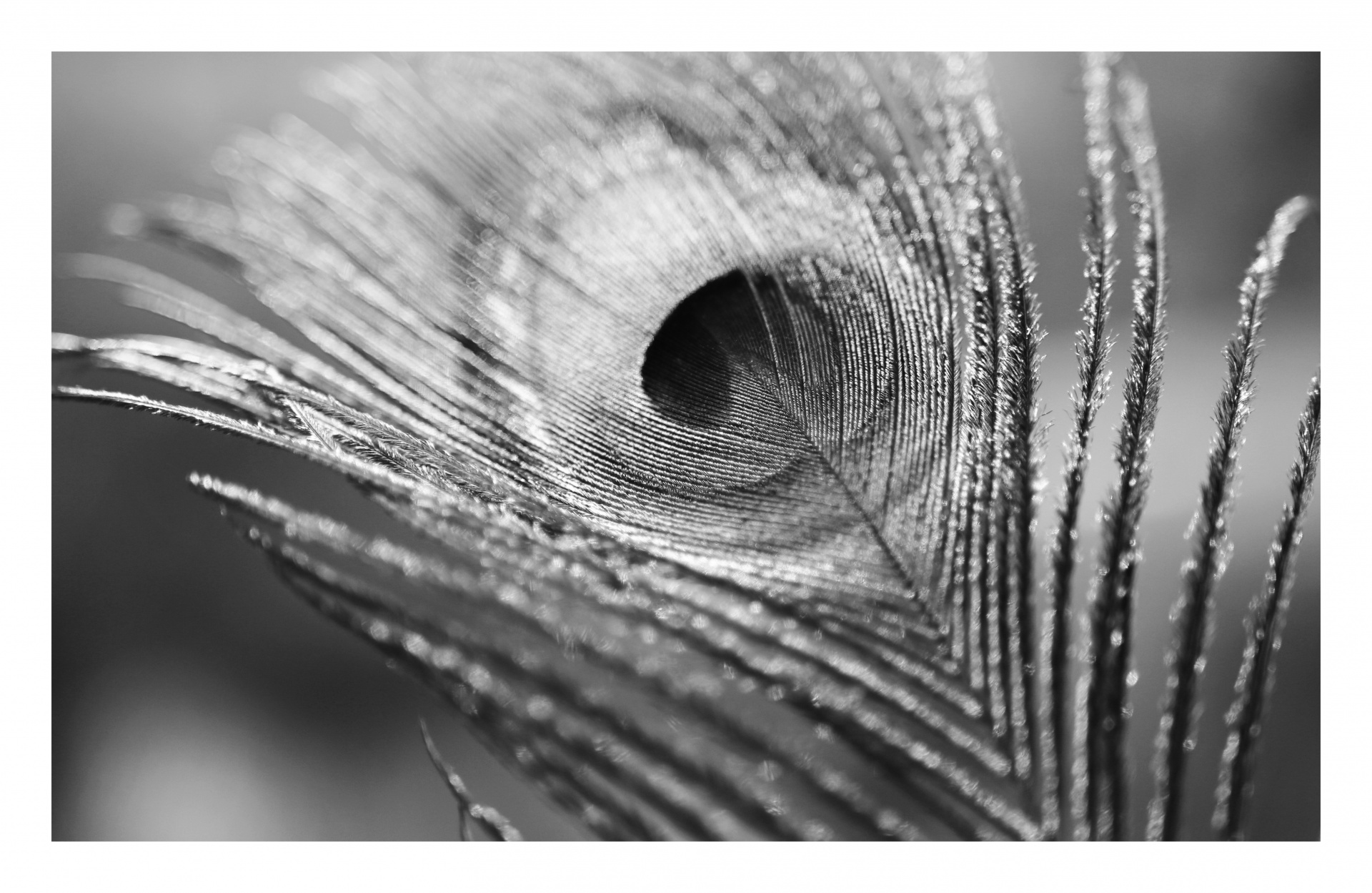 Peacock Feather Feather Macro