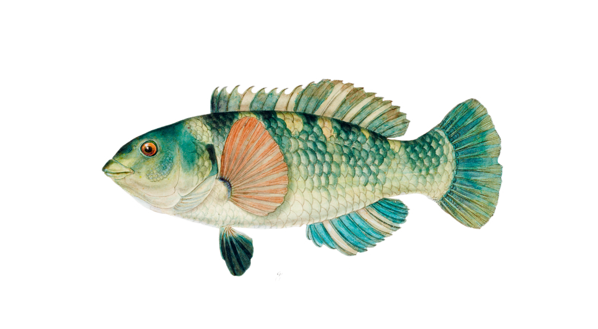 Vintage Fish Illustration Clipart Free Stock Photo - Public Domain Pictures