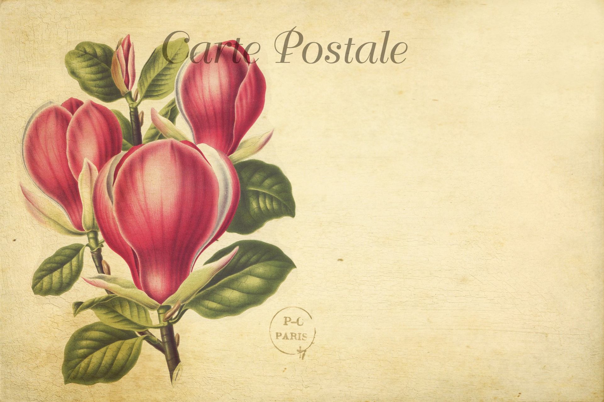 Vintage art illustration of colorful magnolia flowers on old french postcard