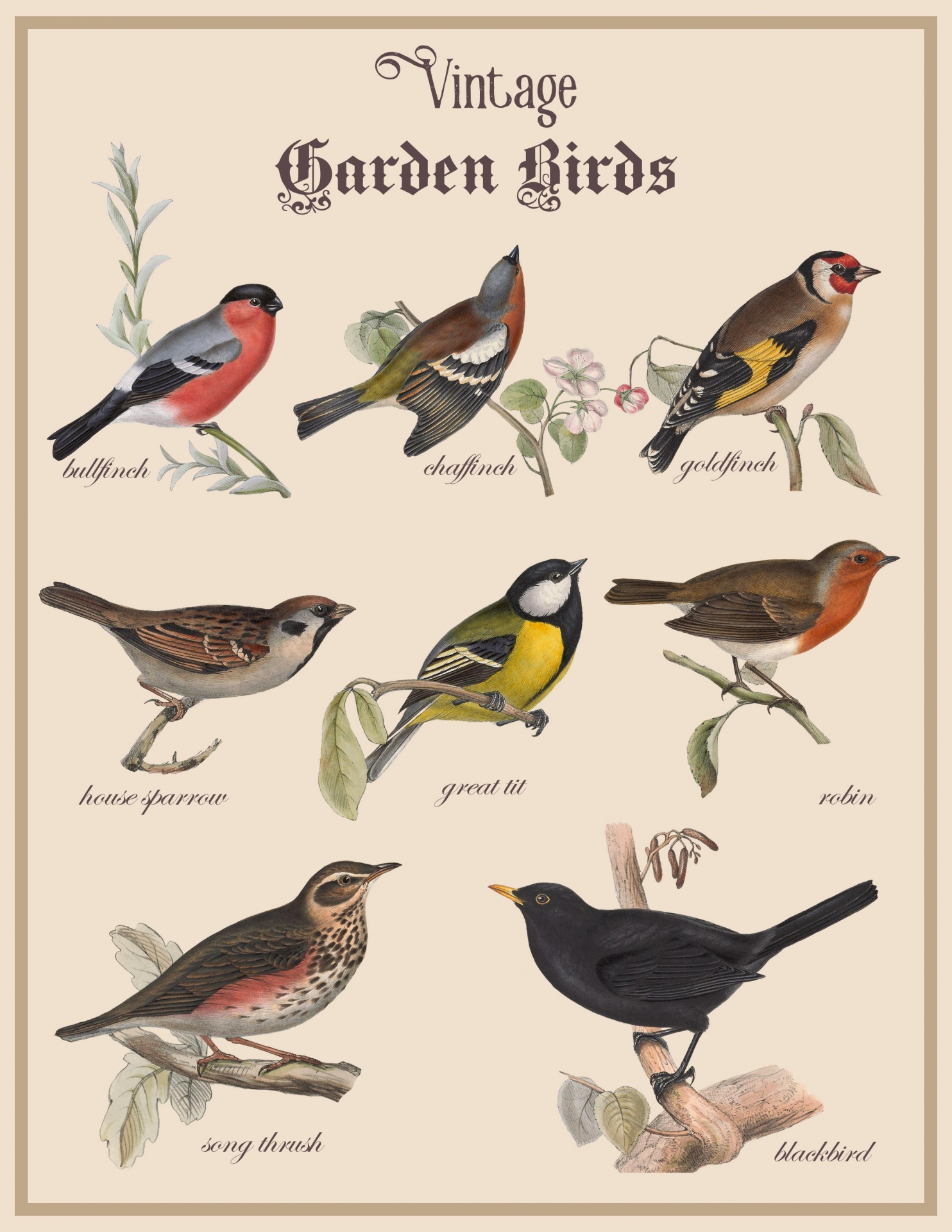 Vintage Garden Birds Poster