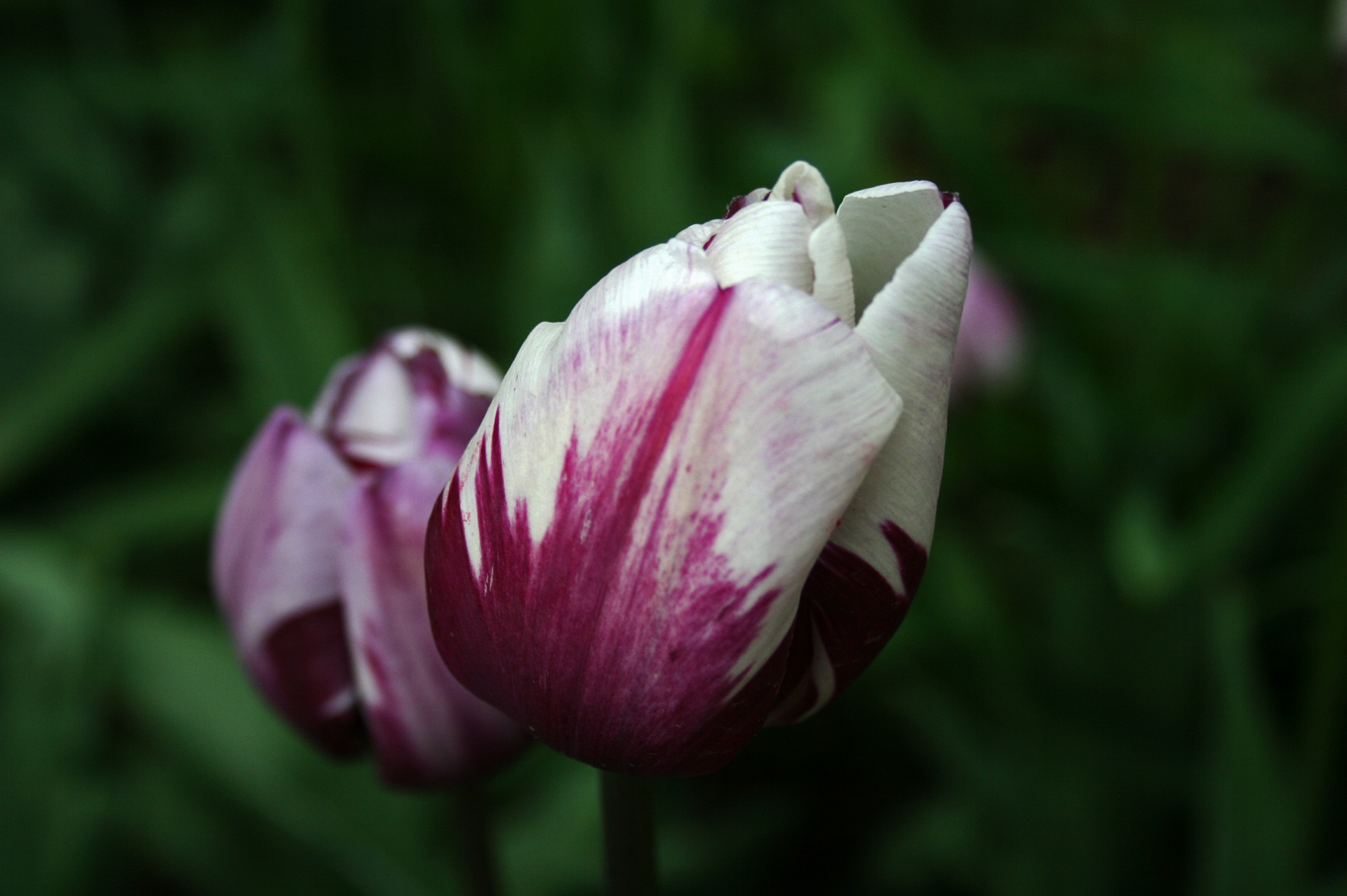 White Tulip With Purple Markings Free Stock Photo - Public Domain Pictures