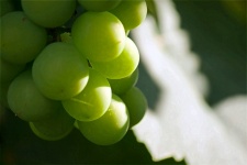 Accented Edges On Green Grapes