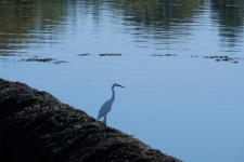 Egret At The Edge Of The Lake