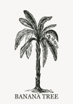 Banana Tree Clipart Illustration