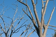Bare Branches Of Dead Trees