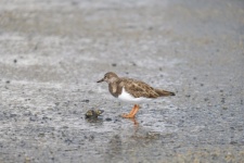 Sandpiper In Front Of A Mussel