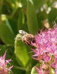 Bee At Work