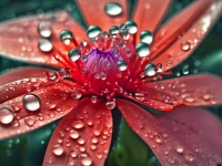 Flower Blossom Raindrop Drops