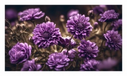 Flowers Purple Chrysanthemums
