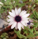 Flower Blossom White With Purple