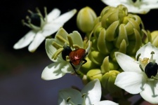 Brown Beetle On Chicherinchee