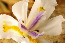 Close View Of Wild Iris Flower
