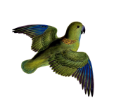 Collard Parakeet