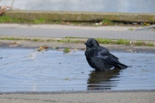 Crow In A Puddle