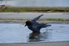 Raven Playing In The Water