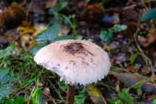 Coulemelle, Mushroom