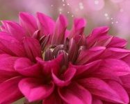 Dahlia Flower Blossom Pink