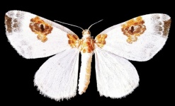 Butterfly White With Brown 2