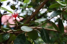 Flower On A Brazilian Guava Tree