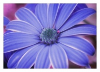 Gerbera Blossom Flower Blue