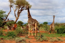 Giraffe Nature