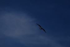 Gull Soaring In The Sky