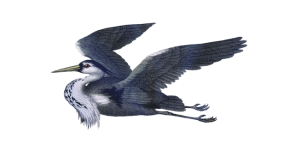 Gray Heron Bird