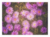 Autumn Asters Flowers Blossoms