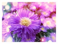 Autumn Asters Blossom Flower Aster