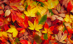 Autumn Scene, Leaves