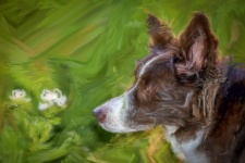 Dog, Border Collie, Digital Art