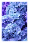 Hydrangea Flower Blossoms Blue