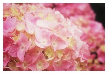 Hydrangea Flower Blossoms Pink