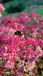Bumblebee On Flower
