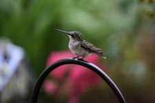 Hummingbird In The Wild