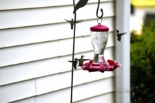 Hummingbirds At Feeder