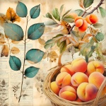 Apricot Harvest Calendar Art