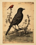 Vintage Raven Illustration