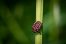 Insect, Pajama Shieldbug, Bug